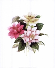 Camellias I - Art Print | Movie Poster Prints from Posterazzi