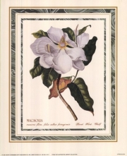 Magnolia Maximus - Art Print | Movie Poster Prints from Posterazzi