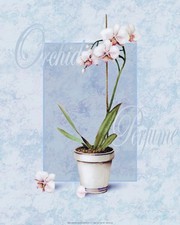 T.c. Chiu - Orchid Size 16x20 - Art Print by T.C. Chiu | Movie Poster Prints from Posterazzi