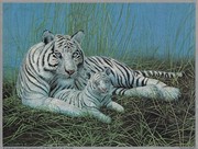 Michael Matherly - Bengal Tiger with Cubs Size 6x8 - Art Print by Michael Matherly | Movie Poster Prints from Posterazzi