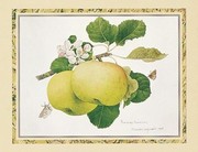 Antique Apples - Art Print | Movie Poster Prints from Posterazzi