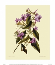 Botanical IV - Art Print | Movie Poster Prints from Posterazzi