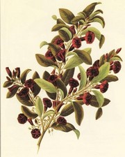 Botanical III - Art Print | Movie Poster Prints from Posterazzi