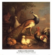 "Peacock, Peahen And Poultry In A Landsca" - Art Print by Tobias Stranover | Movie Poster Prints from Posterazzi