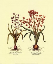 Botanical II - Art Print by Basilius Besler | Movie Poster Prints from Posterazzi