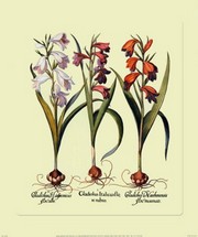 Botanical III - Art Print by Basilius Besler | Movie Poster Prints from Posterazzi