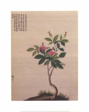 Flowering Chinese Tree I - Art Print | Movie Poster Prints from Posterazzi