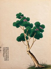 Flowering Chinese Tree II - Art Print | Movie Poster Prints from Posterazzi