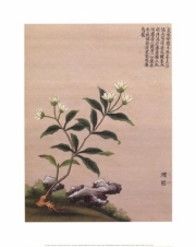 Flowering Chinese Tree III - Art Print | Movie Poster Prints from Posterazzi