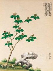 Flowering Chinese Tree IV - Art Print | Movie Poster Prints from Posterazzi