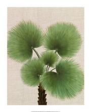 Balinese Palm I - Art Print | Movie Poster Prints from Posterazzi