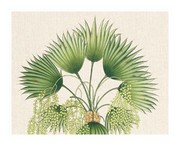 Indonesian Palm I - Art Print | Movie Poster Prints from Posterazzi