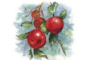 Four Apples on a Branch - Art Print by Peggy Thatch Sibley | Movie Poster Prints from Posterazzi