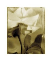 Romantic Rose II - Art Print by Thomas Horbett | Movie Poster Prints from Posterazzi