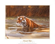 Bengal Tiger - Art Print by Don Balke | Movie Poster Prints from Posterazzi