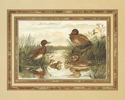 Anonymous - Ducks Size 16x20 - Art Print | Movie Poster Prints from Posterazzi