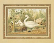 Swans - Art Print | Movie Poster Prints from Posterazzi