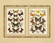 Anonymous - Butterfly Collection Size 16x20 - Art Print | Movie Poster Prints from Posterazzi