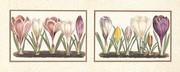 Crocuses - Art Print | Movie Poster Prints from Posterazzi