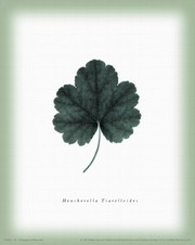 Leaf XII - Art Print by William Cahill | Movie Poster Prints from Posterazzi