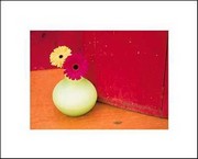 2 Daisies - Art Print by Jeff Croteau | Movie Poster Prints from Posterazzi