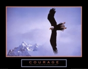 Bald Eagle - Art Print | Movie Poster Prints from Posterazzi