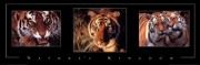 Nature's Kingdom-Tigers - Art Print | Movie Poster Prints from Posterazzi