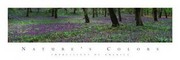 Nature's Color - Purple Flowers - Art Print | Movie Poster Prints from Posterazzi