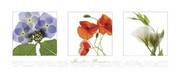 Garden Flowers I - Art Print | Movie Poster Prints from Posterazzi