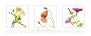 Garden Flowers II - Art Print | Movie Poster Prints from Posterazzi