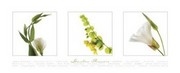 Garden Flowers III - Art Print | Movie Poster Prints from Posterazzi