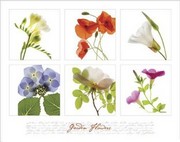Garden Flowers V - Art Print | Movie Poster Prints from Posterazzi