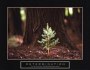 Determination - Little Pine - Art Print | Movie Poster Prints from Posterazzi