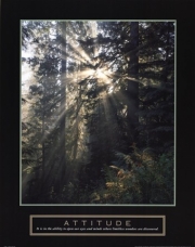 Attitude - Forest Light - Art Print by Craig Tuttle | Movie Poster Prints from Posterazzi