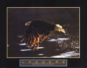 Leaders-Bald Eagle - Art Print | Movie Poster Prints from Posterazzi