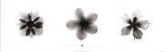 X-Ray Frangipani Triptych - Art Print by Bert Myers | Movie Poster Prints from Posterazzi