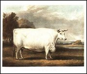 Prize Ox - Art Print | Movie Poster Prints from Posterazzi