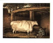 Short Horned Cow - Art Print | Movie Poster Prints from Posterazzi