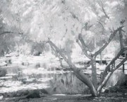Japanese Garden - Art Print by Dennis Dunton | Movie Poster Prints from Posterazzi