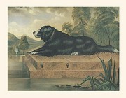 Newfoundland On A Plinth - Art Print | Movie Poster Prints from Posterazzi