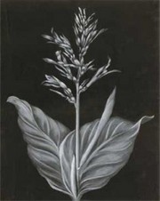 Flower - Art Print by Stela Klein | Movie Poster Prints from Posterazzi