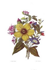 Classical Bouquet - Art Print | Movie Poster Prints from Posterazzi