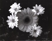 Gerber Daisies - Art Print by Harold Silverman | Movie Poster Prints from Posterazzi