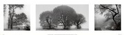 Evening Dew - Art Print by Harold Silverman | Movie Poster Prints from Posterazzi