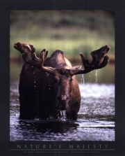 Bull Moose - Art Print by John Pezzenti jr | Movie Poster Prints from Posterazzi