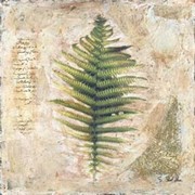 Sokol-hohne - Decorative Fern I Size 6x6 - Art Print by Starlie Sokol Hohne | Movie Poster Prints from Posterazzi