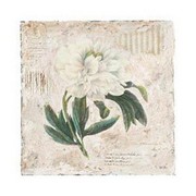 Peonie - Art Print by Starlie Sokol Hohne | Movie Poster Prints from Posterazzi
