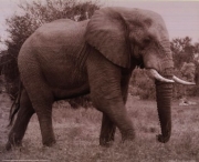 Elephant - Art Print | Movie Poster Prints from Posterazzi