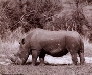 Rhinoceros - Art Print | Movie Poster Prints from Posterazzi