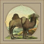 Camel Oasis I - Art Print by AU Exclusives | Movie Poster Prints from Posterazzi